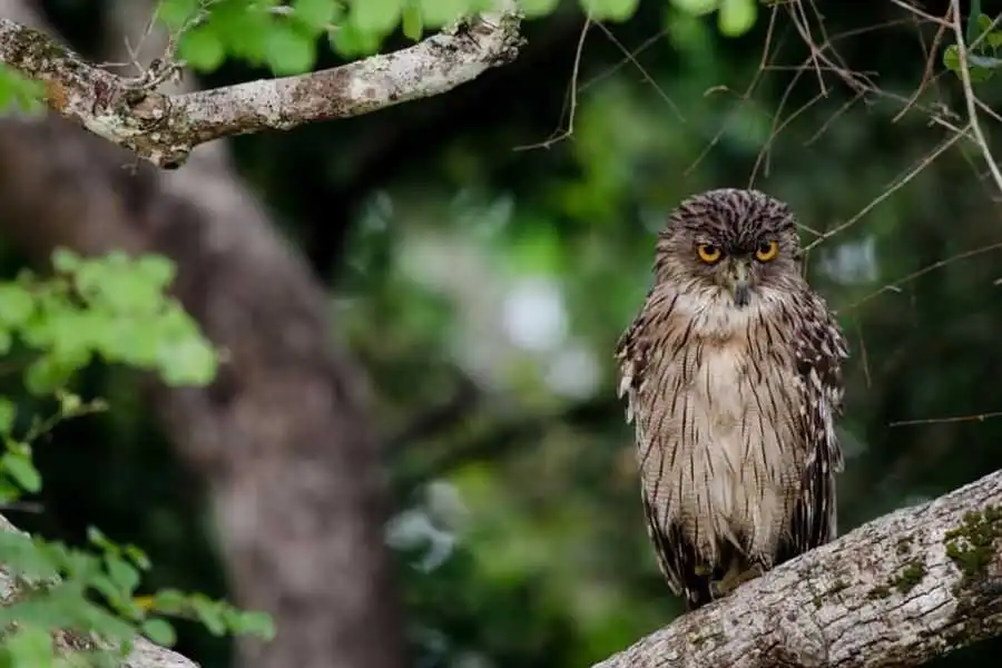 an owl at wasgamuwe in sri lanka experiential journey