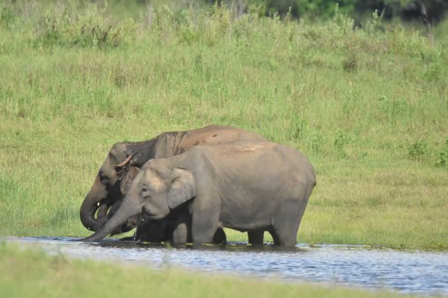 two elephants are drnking water at maduruoya in sri lanka experiential journey