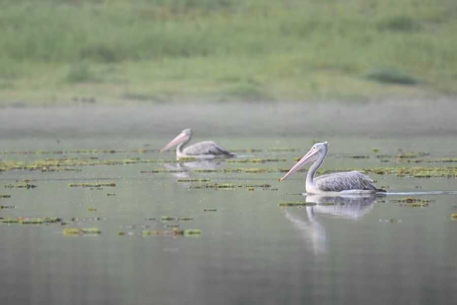 two swans at maduruoya in sri lanka experiential journey