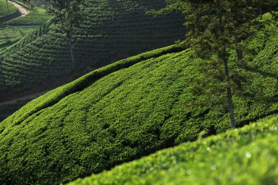 tea estate scenary in sri lanka experiential journey