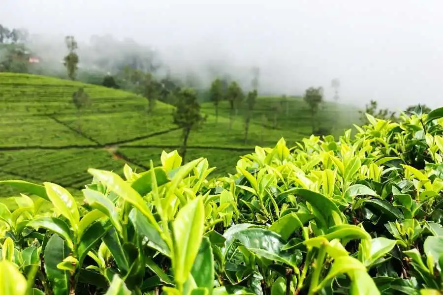tea estate in sri lanka experiential journey