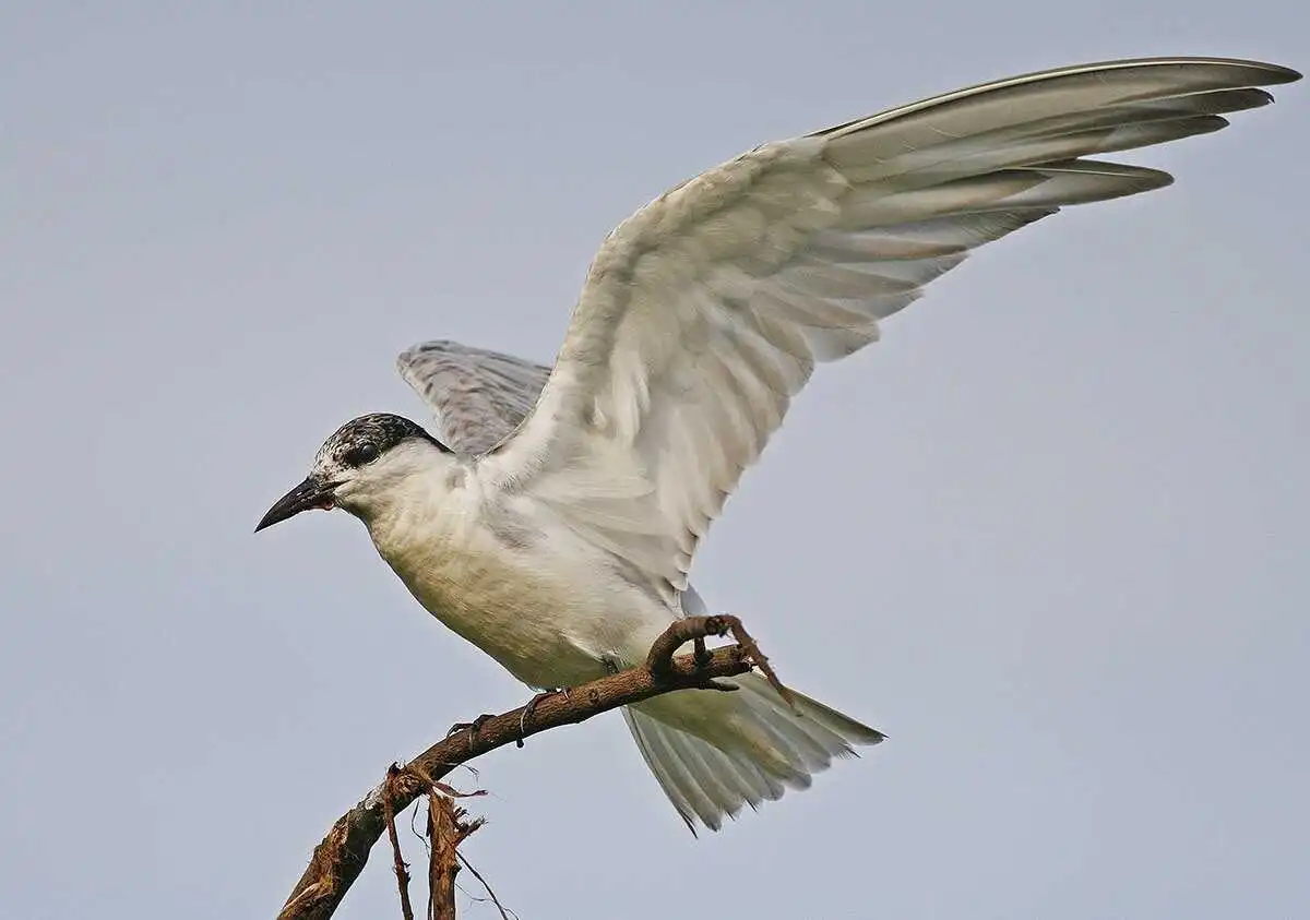 13913663_10154497257475955_3773706531583720194_o (1)