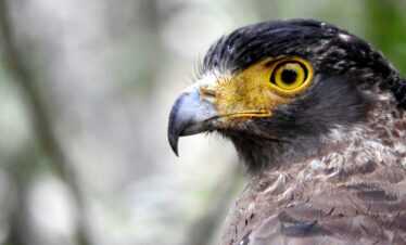 Birder Package  – Mahoora Tented Safari Camp – Wilpattu National Park  