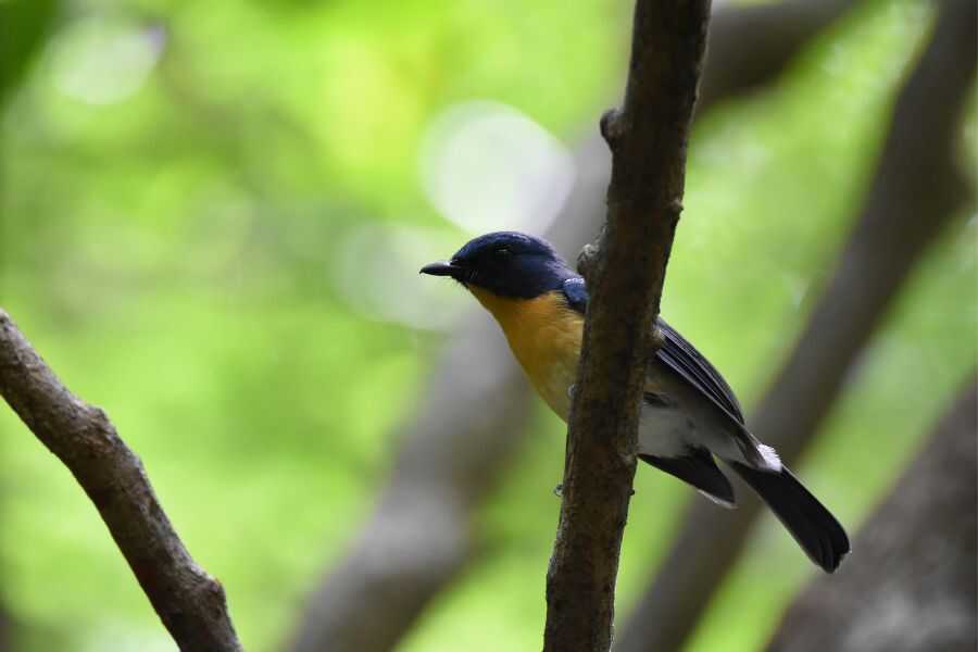 a bird at wasgamuwa in sri lanka experietial journey