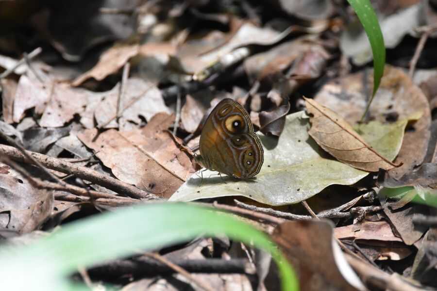 a butterfly at wasgamuwa in sri lanka experiential journey