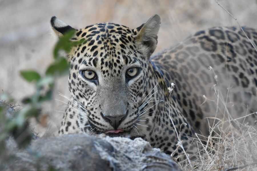 a leopard at kumana in sri lanka experiential journey