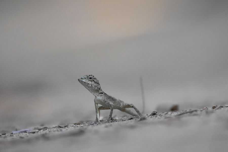 a lizard at kumana in sri lanka experiential journey