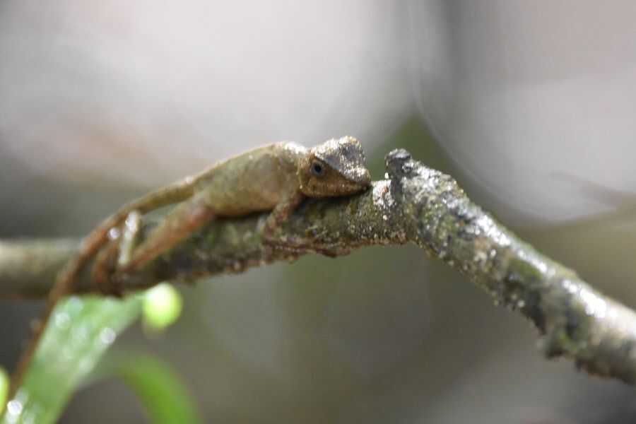 a lizard at wasgamuwa in sri lanka experiential journey