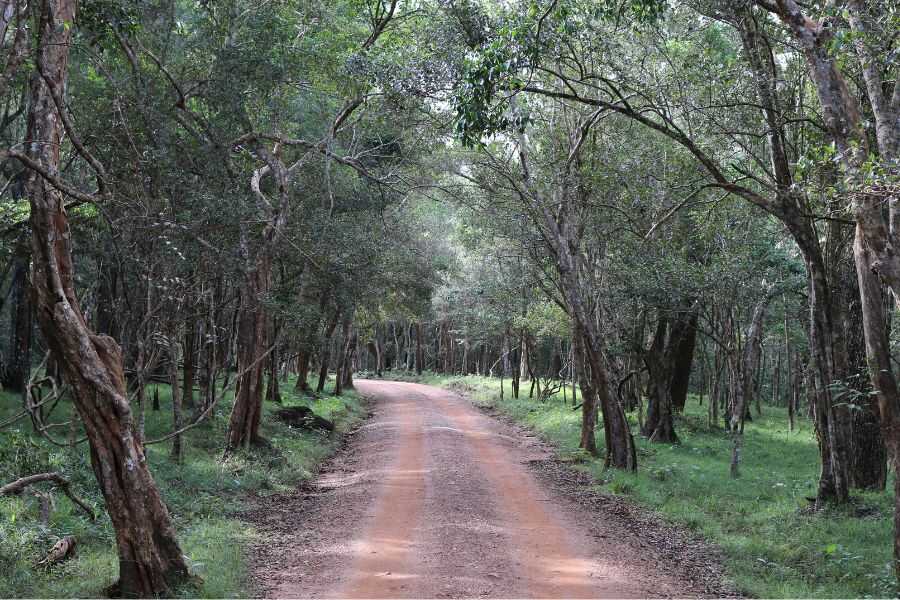 a road at wilpattu in sri lanka experiential journey