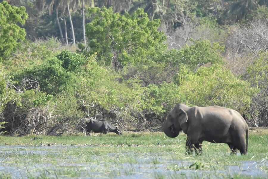 an elephant at kumana in sri lanka experiential journey