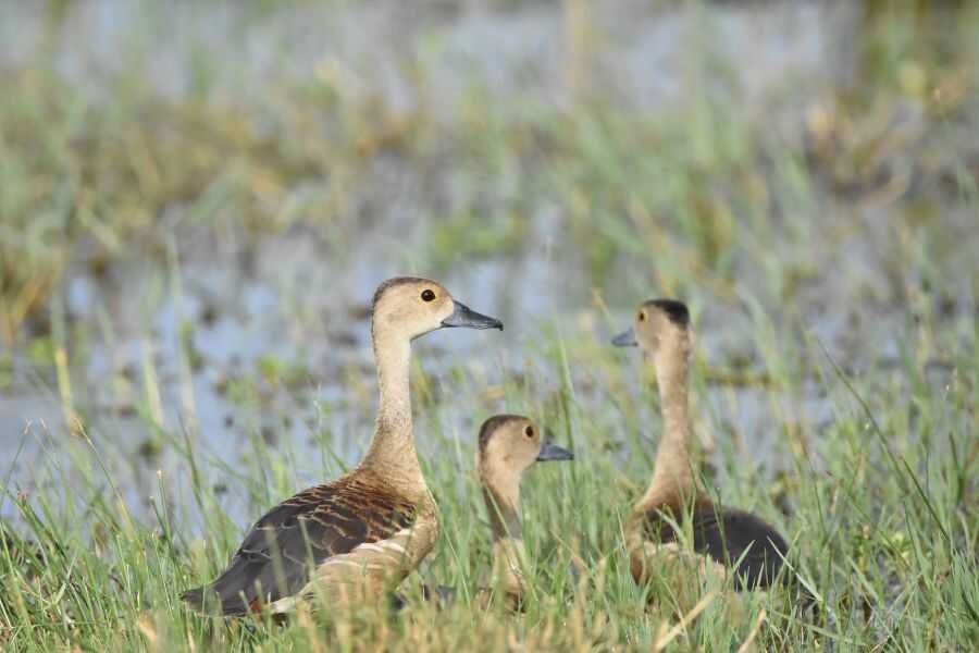 birding at kuamana in sri lanaka experiential journey