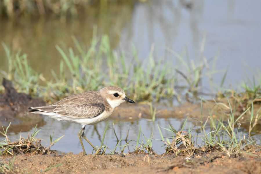 birding at kumana in sri lanka experiential journey