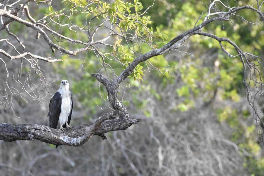birding at kumana in sri lanka experiential journey