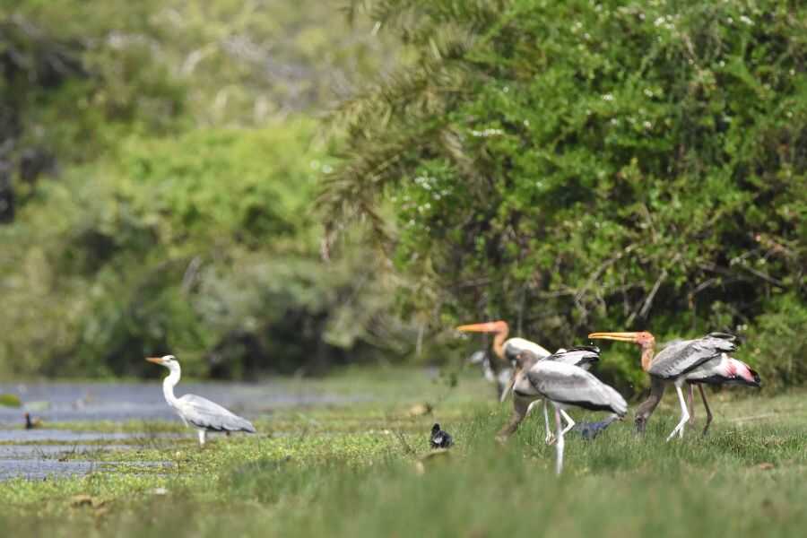 birding at kumana in sri lanka experiential journey