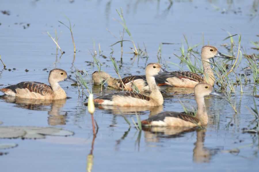 birding at kumana in sri lanka experiential journey