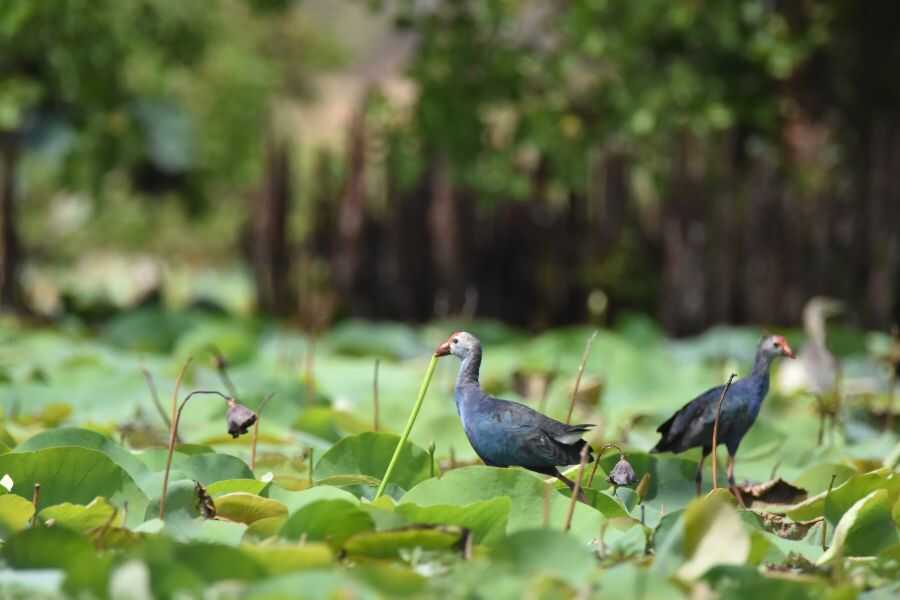 birding at kumana in sri lanka experiential journey