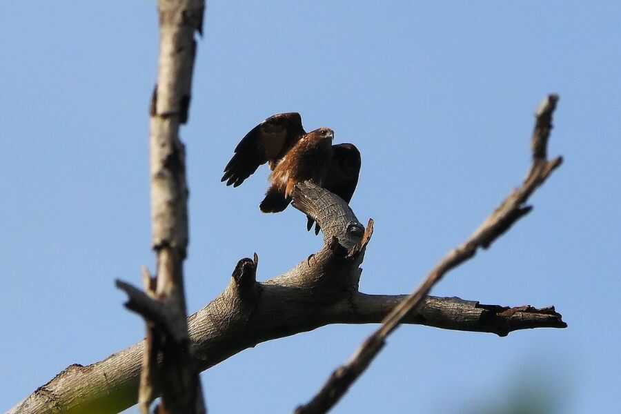 booted eagle at udawalwe in sri lanka experiential journey