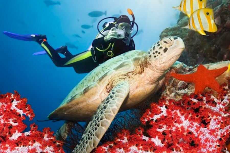 coral reef and turtle in sri lanka experiential journey