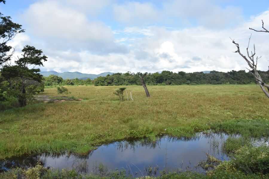 landscape view at wasgamuwa in sri lanka experiential journey