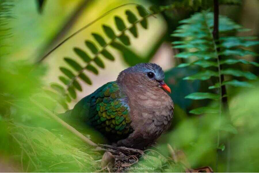 a beautiful bird at sinharaja rainforest sri lanka experiential journey