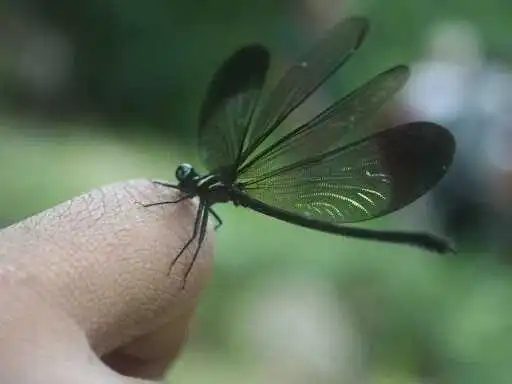a dragonfly at belihuloya sri lanka experiential journey