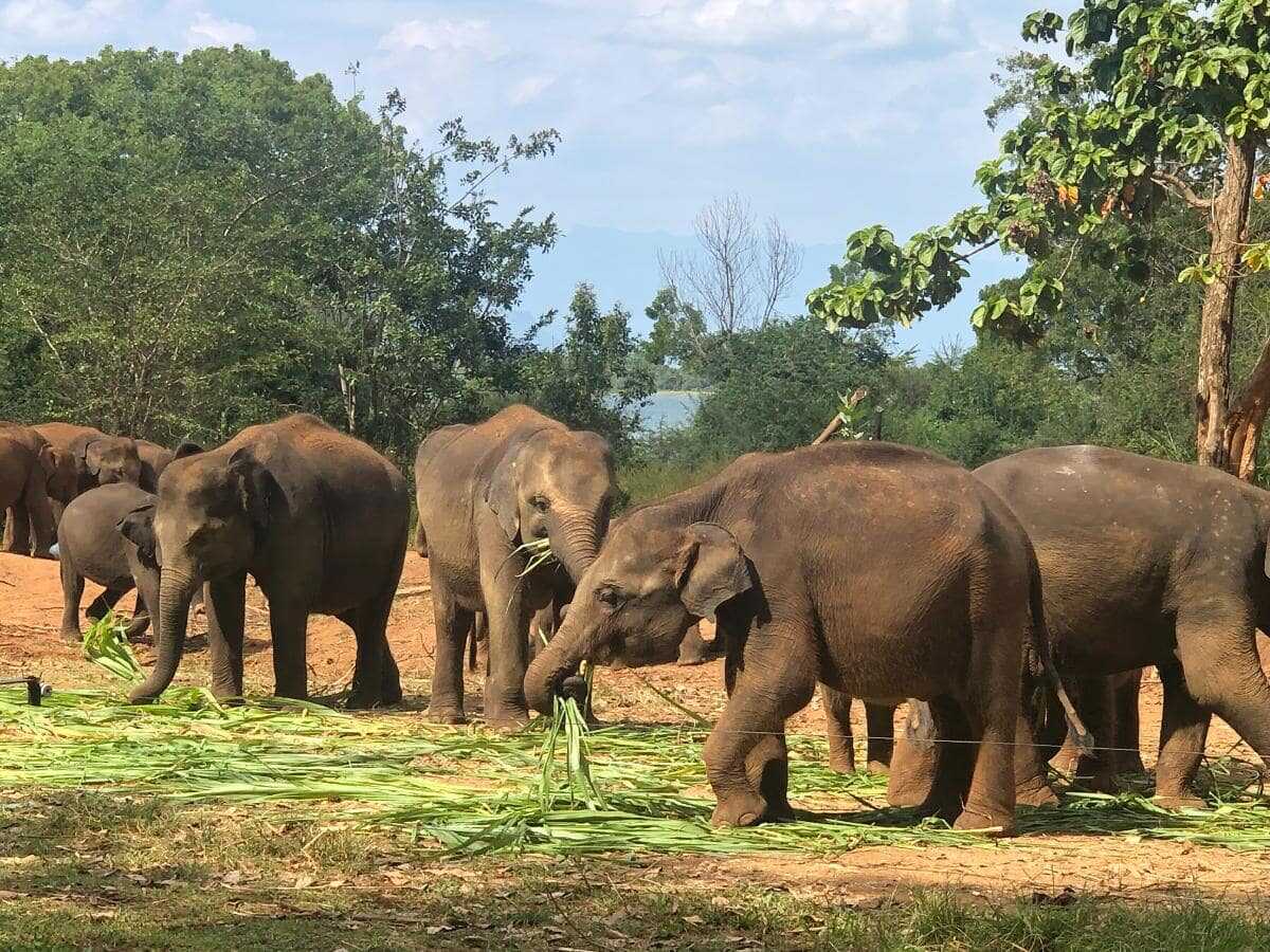 a group of elephants at udawalwe experiential journey
