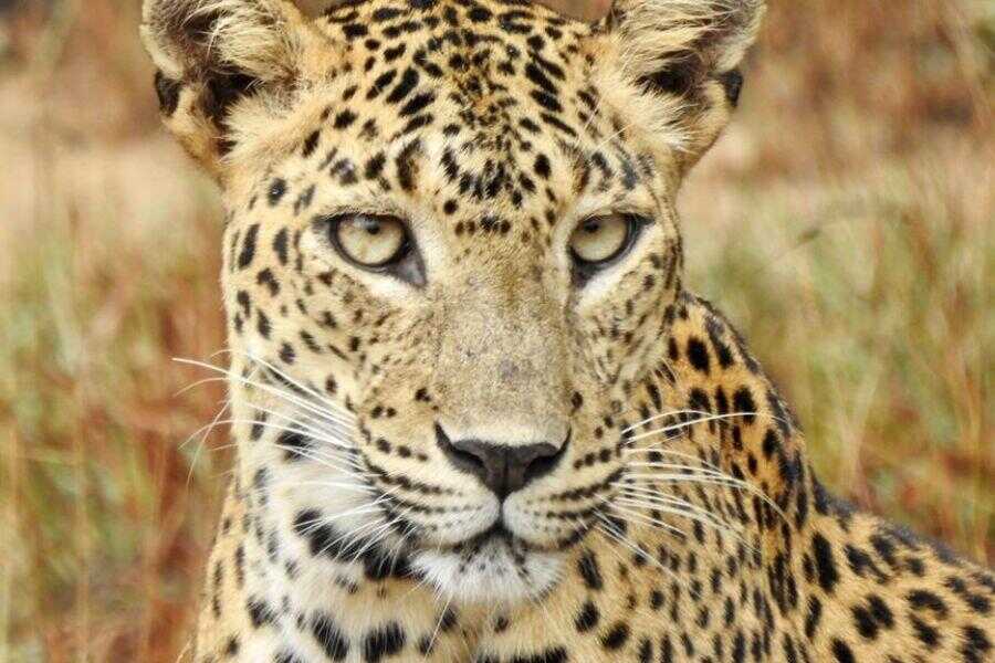 a leopard at yala sri lanka experiential journey