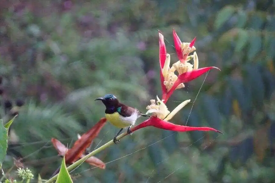 a little bird at sinharaja rain forest sri lanka experiential journey