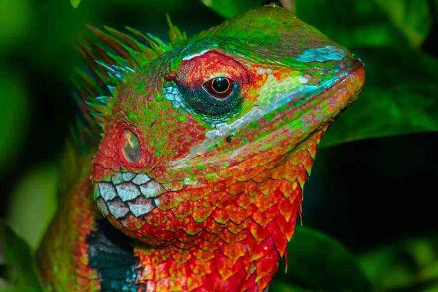 a lizard at sinharaja rainforest sri lanka experiential journey