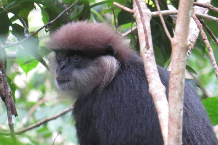 a monkey at sinharaja rain forest sri lanka experiential journey