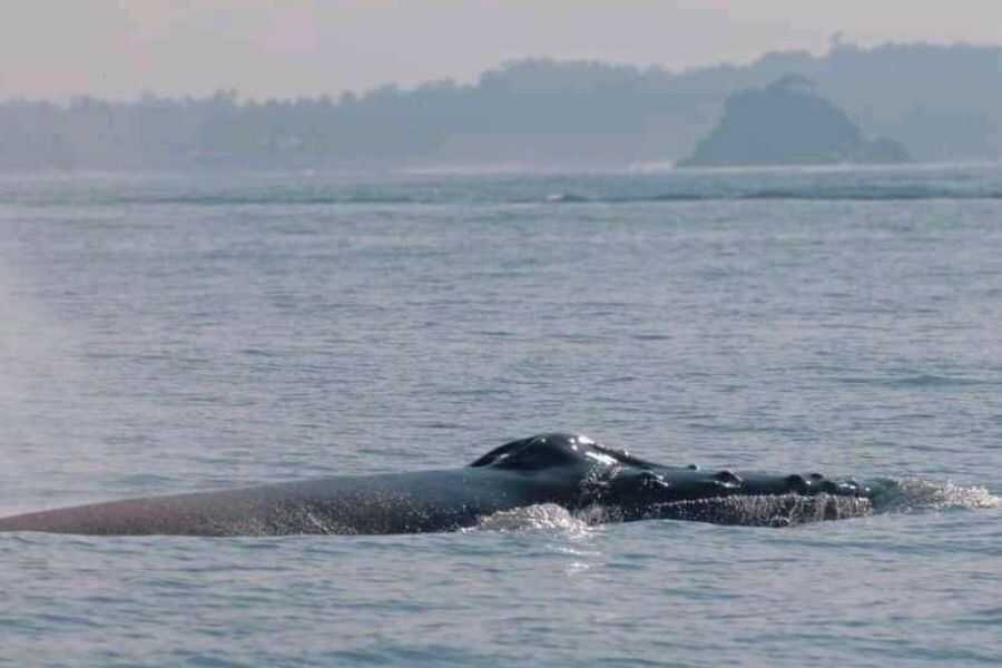 a whale in the sea at trincomalee in sri lanka experiential journey