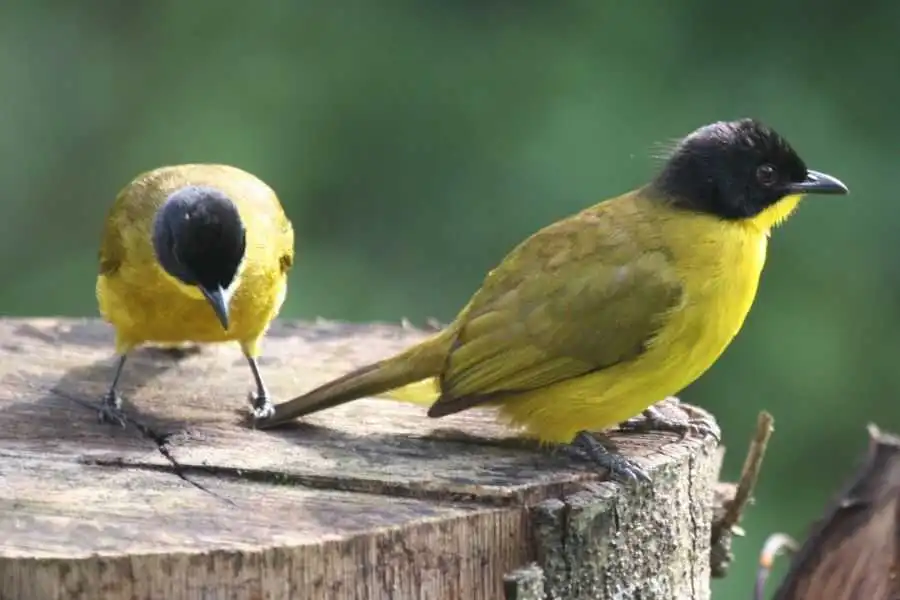 birding at makandawa rain forest