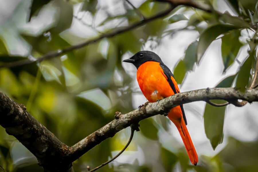 birding at makandawa rain forest