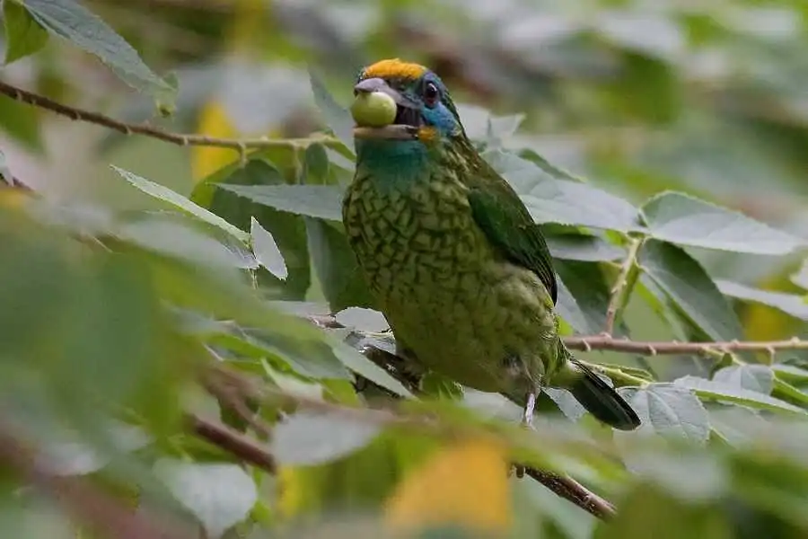 birding at makandawa rain forest