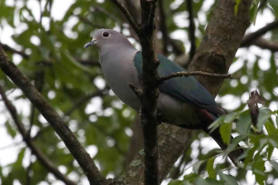 birding at makandawa rain forest