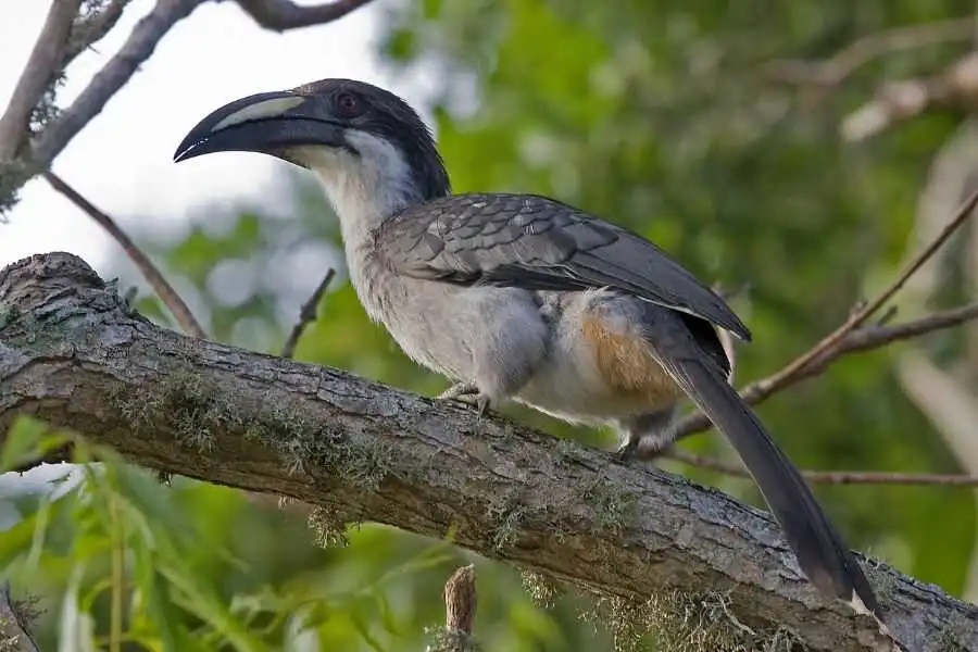 birding at makandawa rain forest