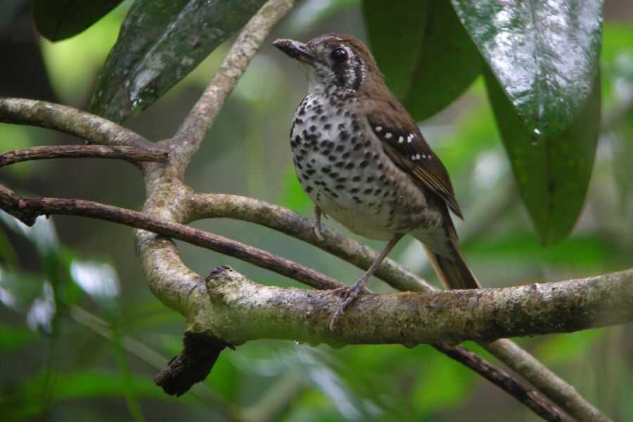 birding at sinharaja rain forest