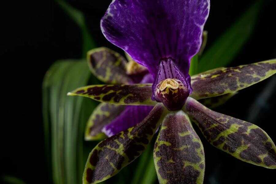 clamshell orchid plant at botanical gardens in sri lanka experiential journey