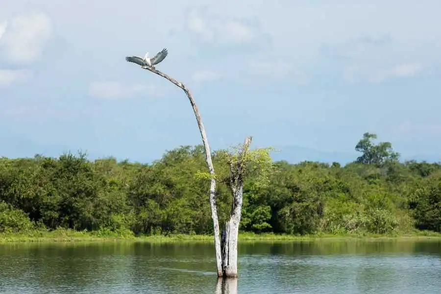 nature scenary at udawalwe sri lanka experiential journey