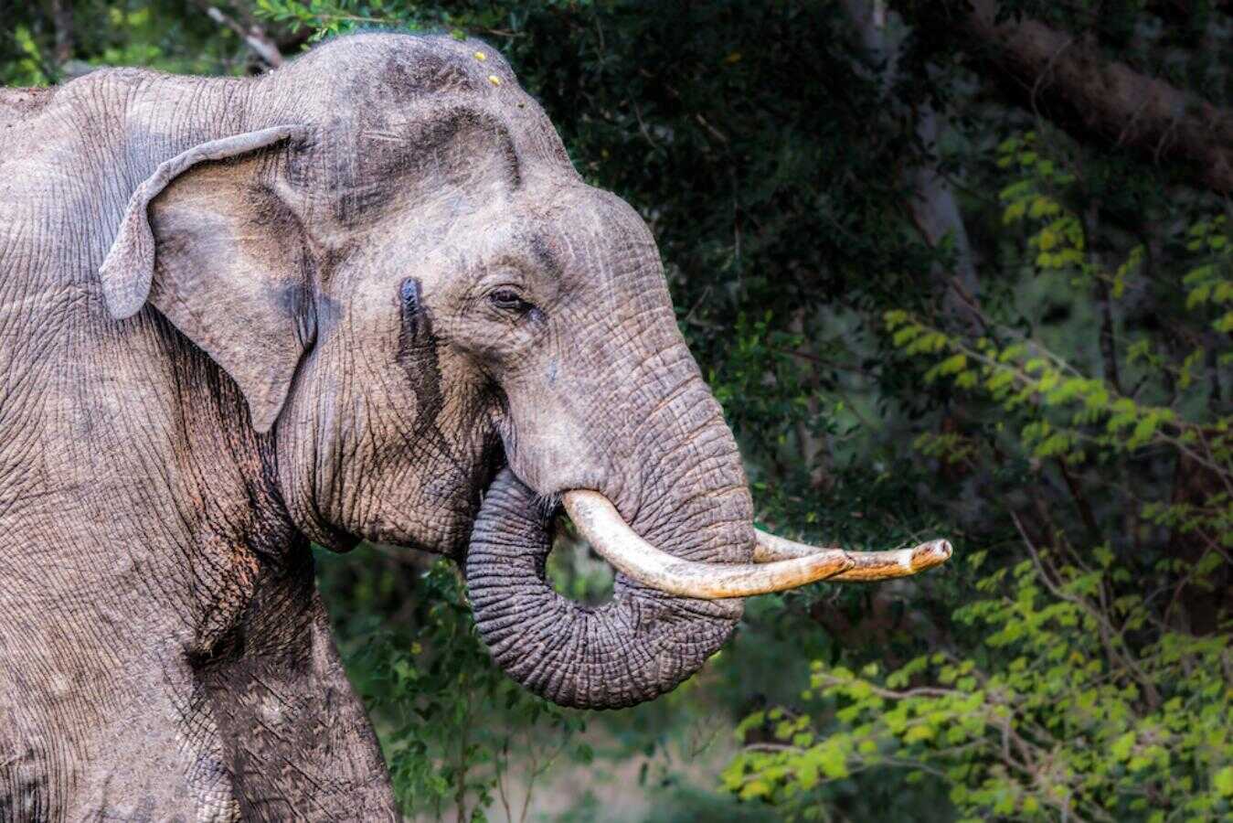 one elephant udawalwe a sri lanka experiential journey