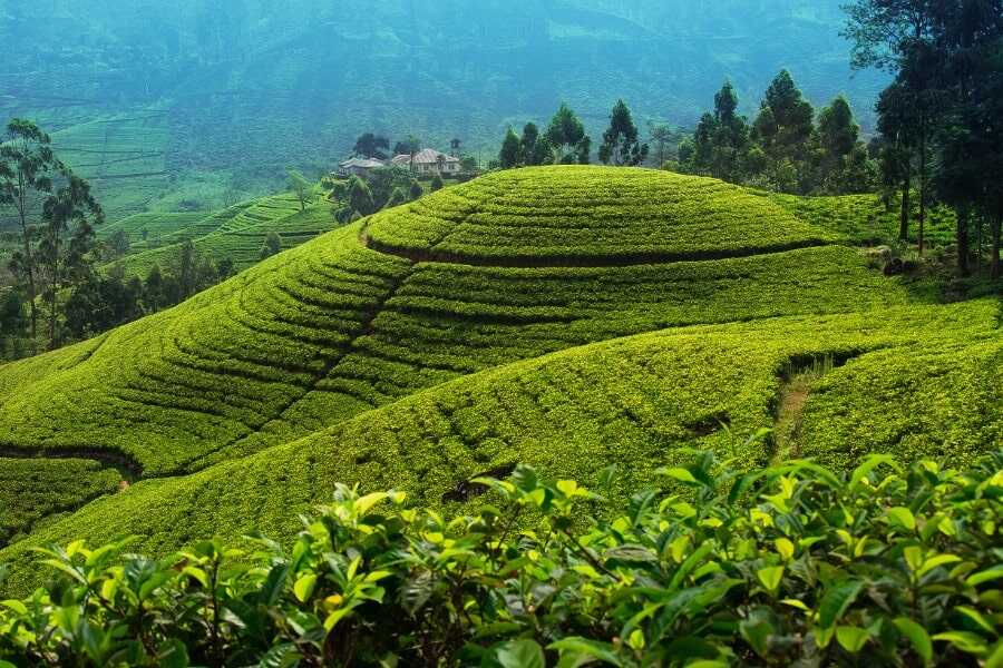 tea estates at nuwaraeliya sri lanka experiential journey