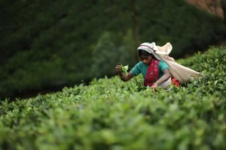 tea plucker at nuwara eliya sri lanka experiential journey