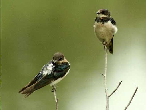 two birds at belihuloya sri lanka experiential journey