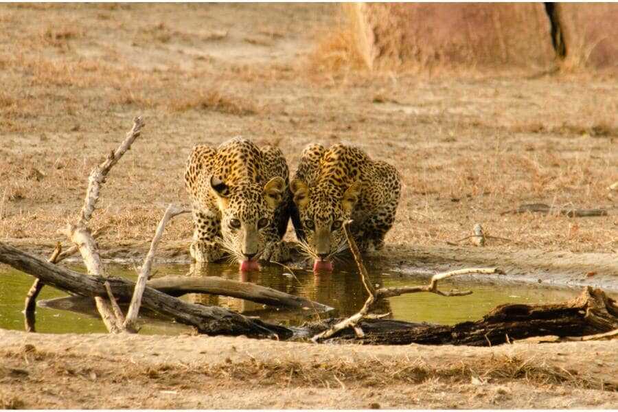two leopards drinking water at yala sri lanka experiential journey