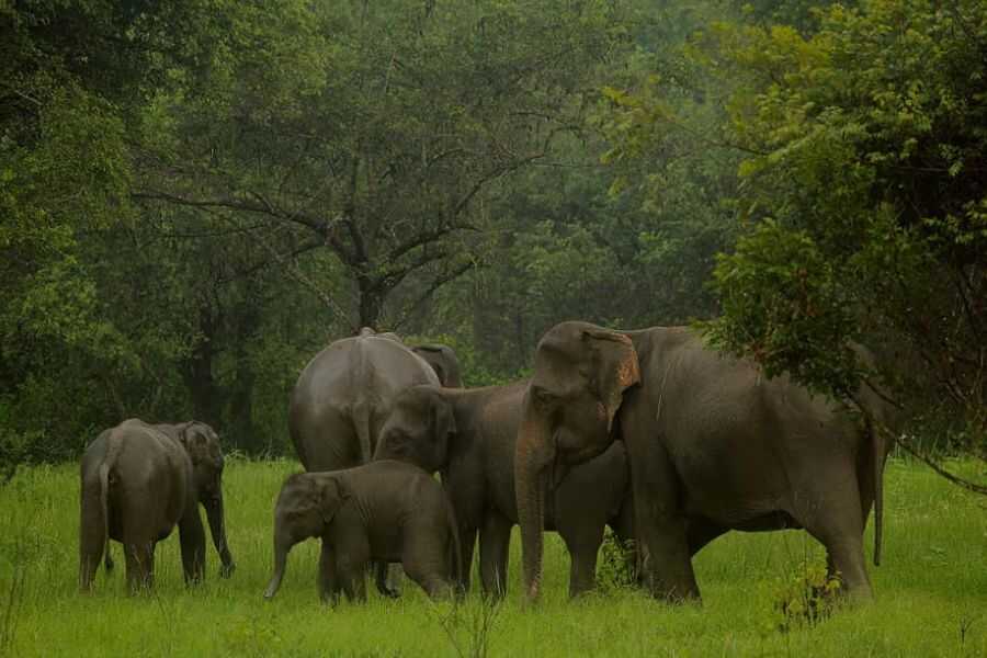 a group of elephants at wasgamuwe in sri lanka experiential journey