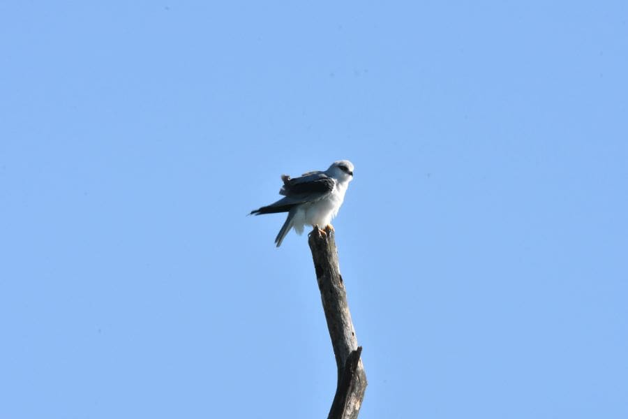 birding at maduruoya in sri lanka experiential journey