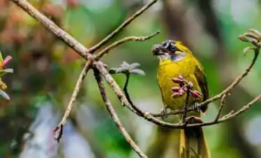 Ultimate Three-Day Birding Adventure: Conveniently Close to Colombo and the Airport