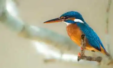The Ultimate Adventure | 10 Days Wildlife Tour in Sri Lanka