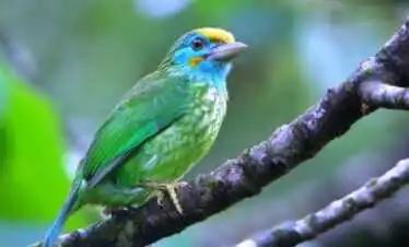 Ornithologists’ Special – Sri Lanka Endemics [ 4 Days Private Tour]