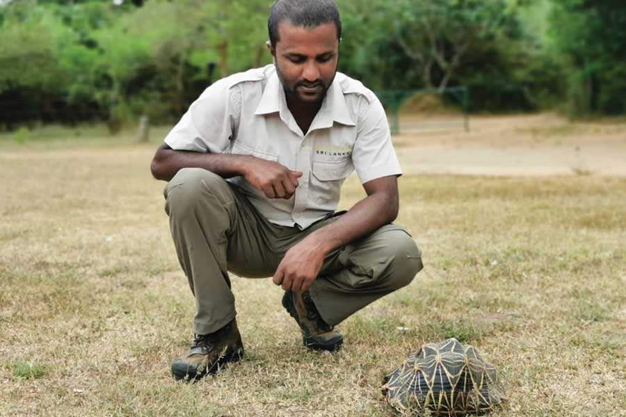 best-of-sri-lanka-wildlife-and-highlights-11
